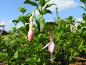 Preview: Frilandfuchsia White Knights Pearl, Fuchsia magellanica White Kn,ights Pearl