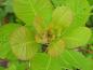 Preview: Cotinus coggygria Smokey Joe