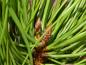 Preview: Pinus ponderosa