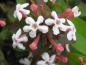 Preview: Abelia mosanensis Monia mit sommerlicher Blüte