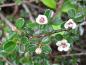 Preview: Cotoneaster microphyllus Cochleatus - Blüte
