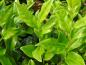 Preview: Das Laub von Sarcococca ruscifolia