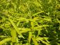 Preview: Gelbliche Blätter der Amur-Weide Golden Sunshine