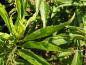 Preview: Forsythia viridissima Bronxensis