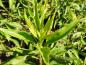 Preview: Forsythia viridissima Bronxensis