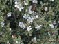 Preview: Weiße Blüten der Zwergmispel (Cotoneaster microphyllus thymifolius)