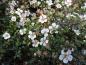 Preview: Cotoneaster microphyllus thymifolius - weiße Blüten