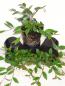 Preview: Verkaufsware von Contoneaster salicifolius Herbstfeuer