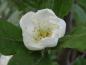 Preview: Junge Blüte von Crataegomespilus dardarii