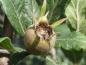 Preview: Nahaufnahme von Crataegomespilus dardarii mit Frucht