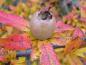 Preview: Crataegomespilus dardarii im Herbstkleid