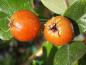 Preview: Hybrid-Sporrhagtorn, Crataegus grignonensis