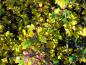 Preview: Crataegus laevigata Alboplena mit Herbstfärbung, Aufnahme von Anfang November