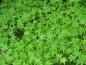 Preview: Feingelappte Blätter des Acer palmatum