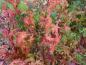 Preview: Rotes Herbstlaub bei Acer palmatum