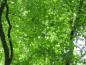 Preview: Grünes Blätterdach des Japanischen Ahorns