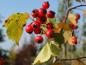 Preview: Washington hagtorn, Crataegus phaenopyrum