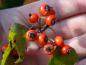 Preview: Washington hagtorn, Crataegus phaenopyrum