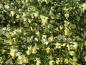 Preview: Kleiner Strauch mit hellgelbe Blüten,  Cytisus praecox Elfenbeinginster