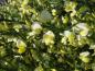 Preview: Cytisus praecox Blüten
