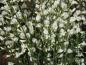 Preview: Weißer Elfenbeinginster - reiche weiße Blüte