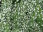 Preview: Cytisus praecox Albus, Weisser Elfenbeinginster in voller Blüte