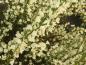 Preview: Vitblommande vårginst, Cytisus praecox Albus