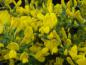 Preview: Cytisus purgans