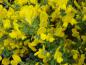 Preview: Cytisus purgans