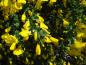 Preview: Blüten von Cytisus scoparius