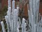 Preview: Cytisus scoparius im Winter