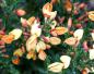 Preview: Vårginst Apricot Gem, Cytisus scoparius Apricot Gem