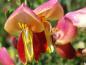 Preview: Nahaufnahme der Blüte von Cytisus scoparius Palette