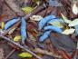 Preview: Die blauen Schoten gaben dem Strauch seinen Namen
