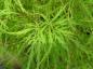 Preview: Flikbladig japansk lönn Dissectum, Acer palmatum Dissectum
