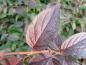 Preview: Deutzia kalmiiflora mit herbstlichen Blättern