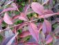 Preview: Deutzia kalmiiflora - dunkelrote Herbstfärbung