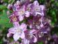 Preview: Die Blüte Deutzia elegantissima Rosealind