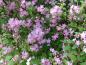 Preview: Viele Blüten zieren die Deutzia elegantissima Rosealind