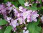 Preview: Als Bienenweide gerne genutzt: Deutzie Rosealind