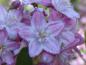 Preview: Ausschnitt der Blüte der Deutzia elegantissima Rosealind