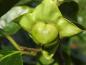 Preview: Heranreifende Frucht der Diospyros kaki