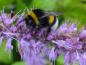 Preview: Hummel auf den violetten Blüten der Elsholtzia stauntonii