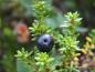 Preview: Krähenbeere - di schwarzen Beeren eignen sich für Marmelade