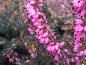 Preview: Karminrote Blüten der Winterheide Vivelli
