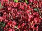 Preview: Die prächtige rote Herbstfärbung des Korkspindelstrauchs Compactus