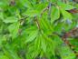 Preview: Sommergrünes Laub des Korkspindelstrauchs - Euonymus alatus Compactus
