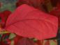 Preview: Die Herbstfärbung von Euonymus planipes ist tiefrot