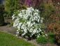 Preview: Exochorda macrantha The Bride