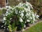 Preview: Exochorda macrantha The Bride